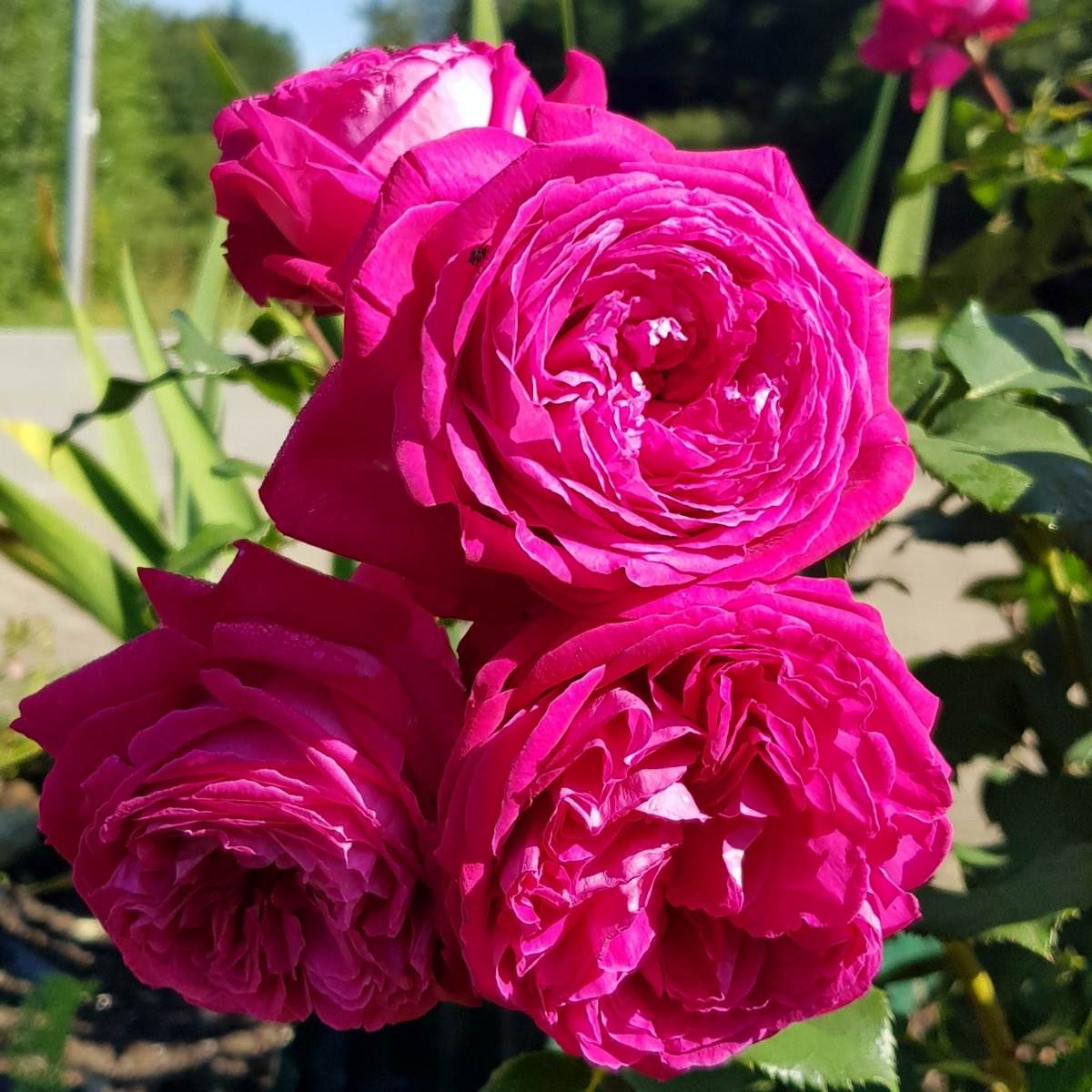 Rosa 'Freifrau Caroline'